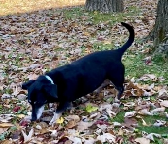 Enlarge Zoey, a Adopted Dachshund in Buffalo, NY image 4/4