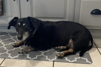 Enlarge Zoey, a Adopted Dachshund in Buffalo, NY image 3/4