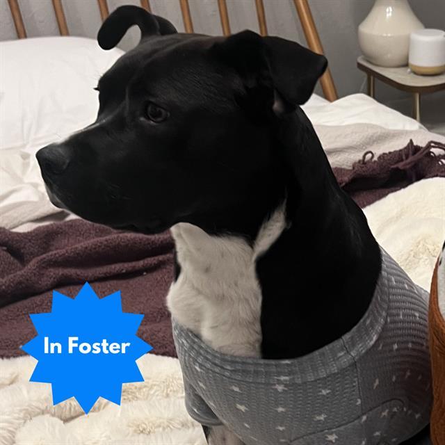 Enlarge BONNIE, a Adoptable mixed breed in Indianapolis, IN image 1/1