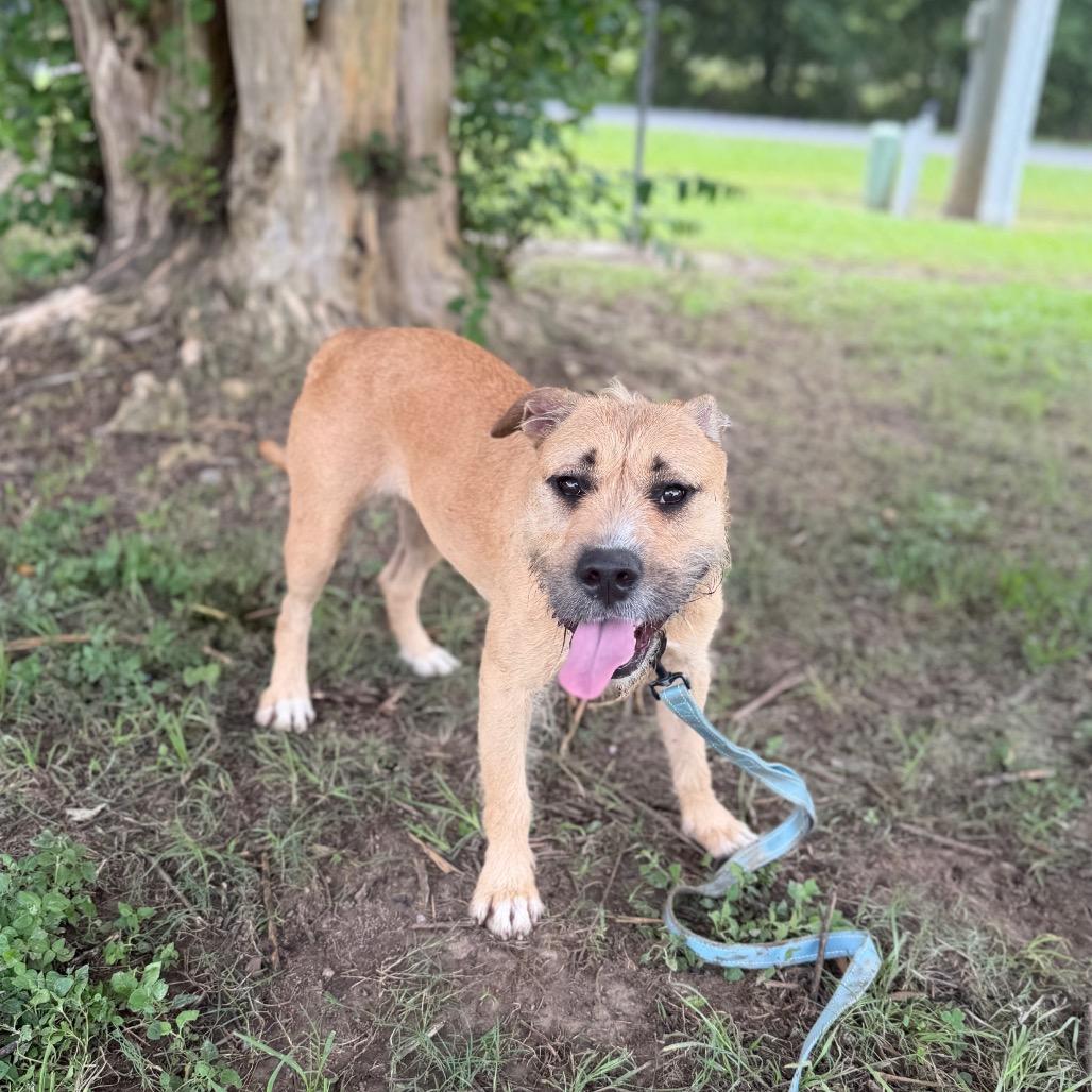 CT Rusta, Adoptable, Adult Female Wirehaired Terrier & Schnauzer.