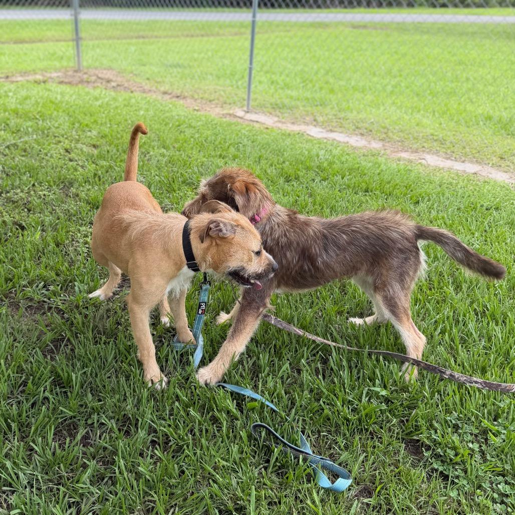 Enlarge CT Rusta, a Adoptable mixed breed in Stormville, NY image 2/6