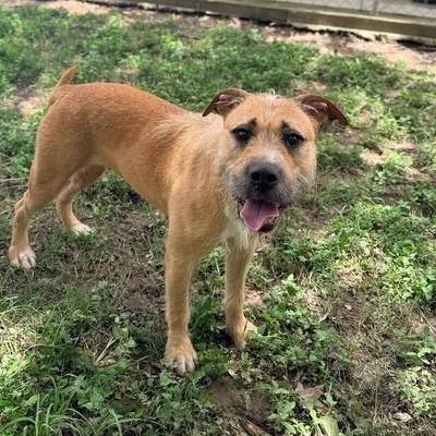 Enlarge CT Rusta, a Adoptable mixed breed in Stormville, NY image 3/6