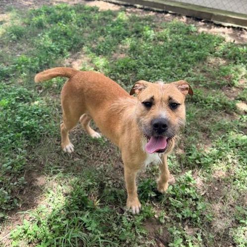 Enlarge CT Rusta, a Adoptable mixed breed in Stormville, NY image 5/6