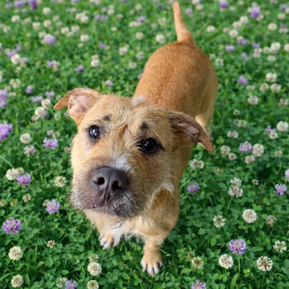 Enlarge CT Rusta, a Adoptable mixed breed in Stormville, NY image 6/6
