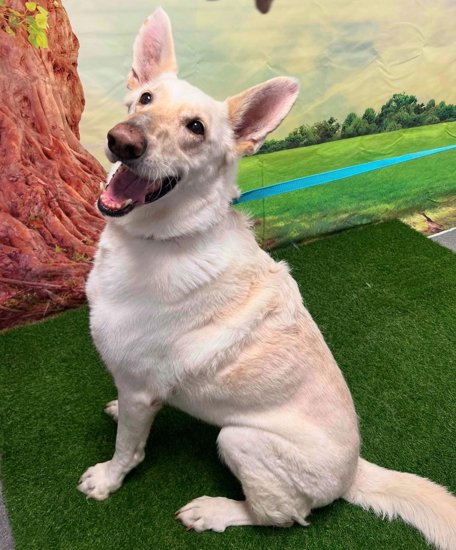 Presley, Adoptable, Senior Female Shepherd.