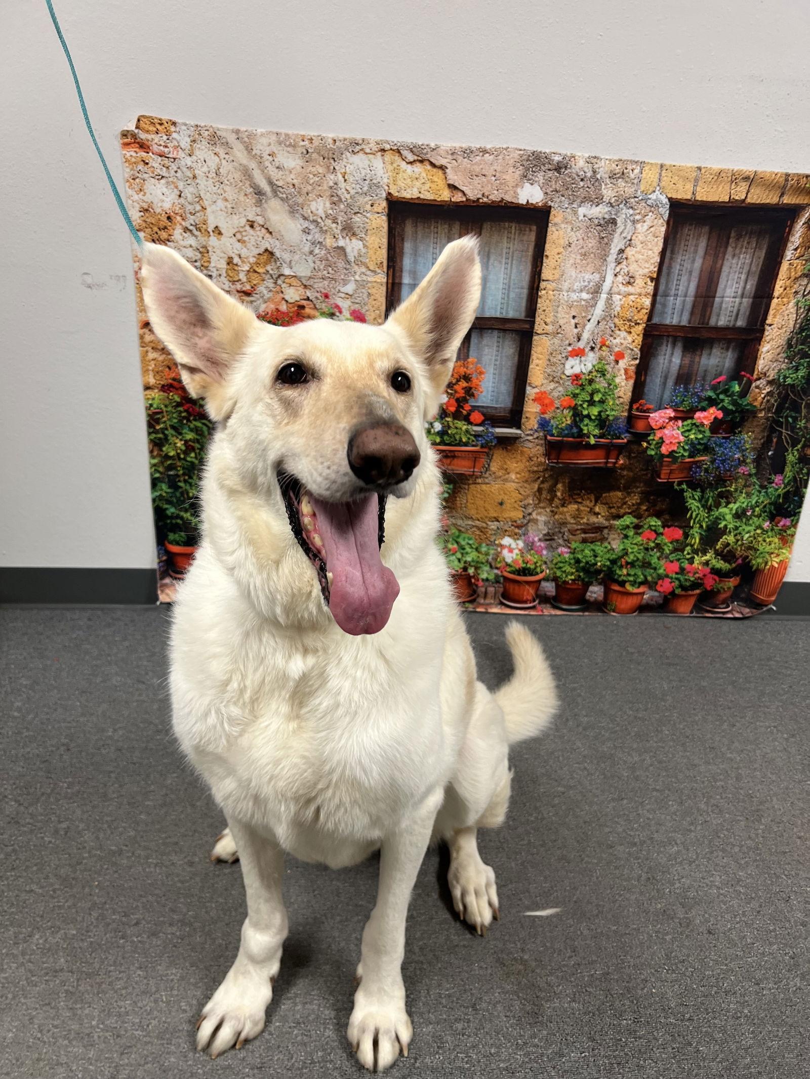 Presley, Adoptable, Senior Female Shepherd.