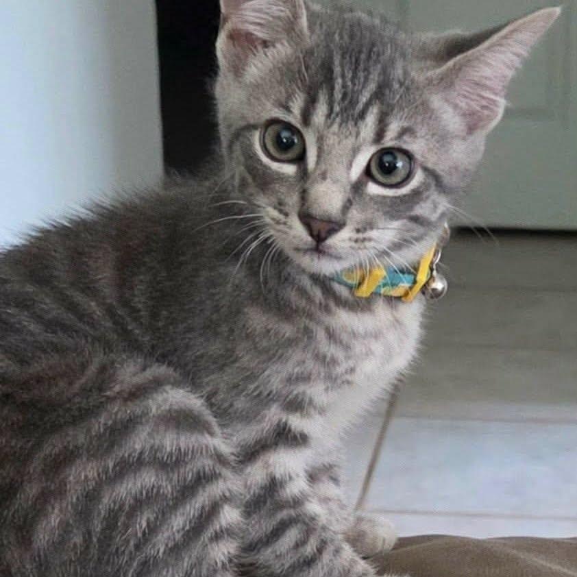 Enlarge Bramble -Adorable Kitten-, a Adoptable Domestic Short Hair in Riverview, FL image 4/6