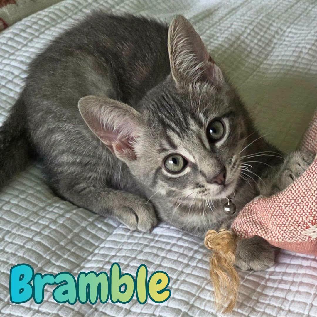 Enlarge Bramble -Adorable Kitten-, an adopted Domestic Short Hair in Riverview, FL image 1/6