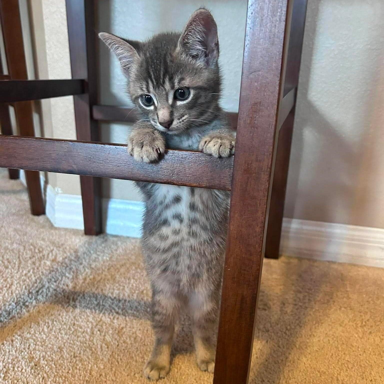 Enlarge Bramble -Adorable Kitten-, a Adoptable Domestic Short Hair in Riverview, FL image 2/6