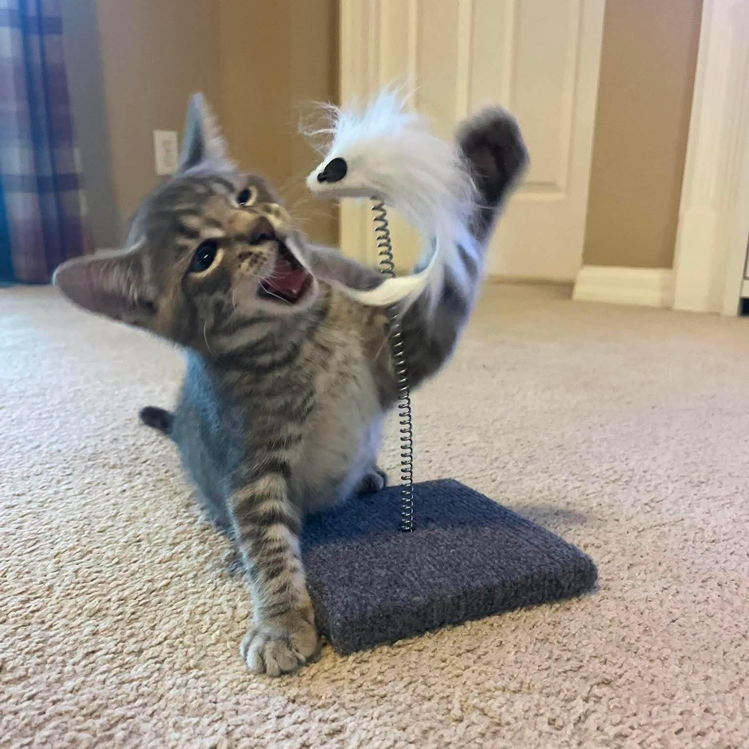 Enlarge Bramble -Adorable Kitten-, a Adoptable Domestic Short Hair in Riverview, FL image 6/6