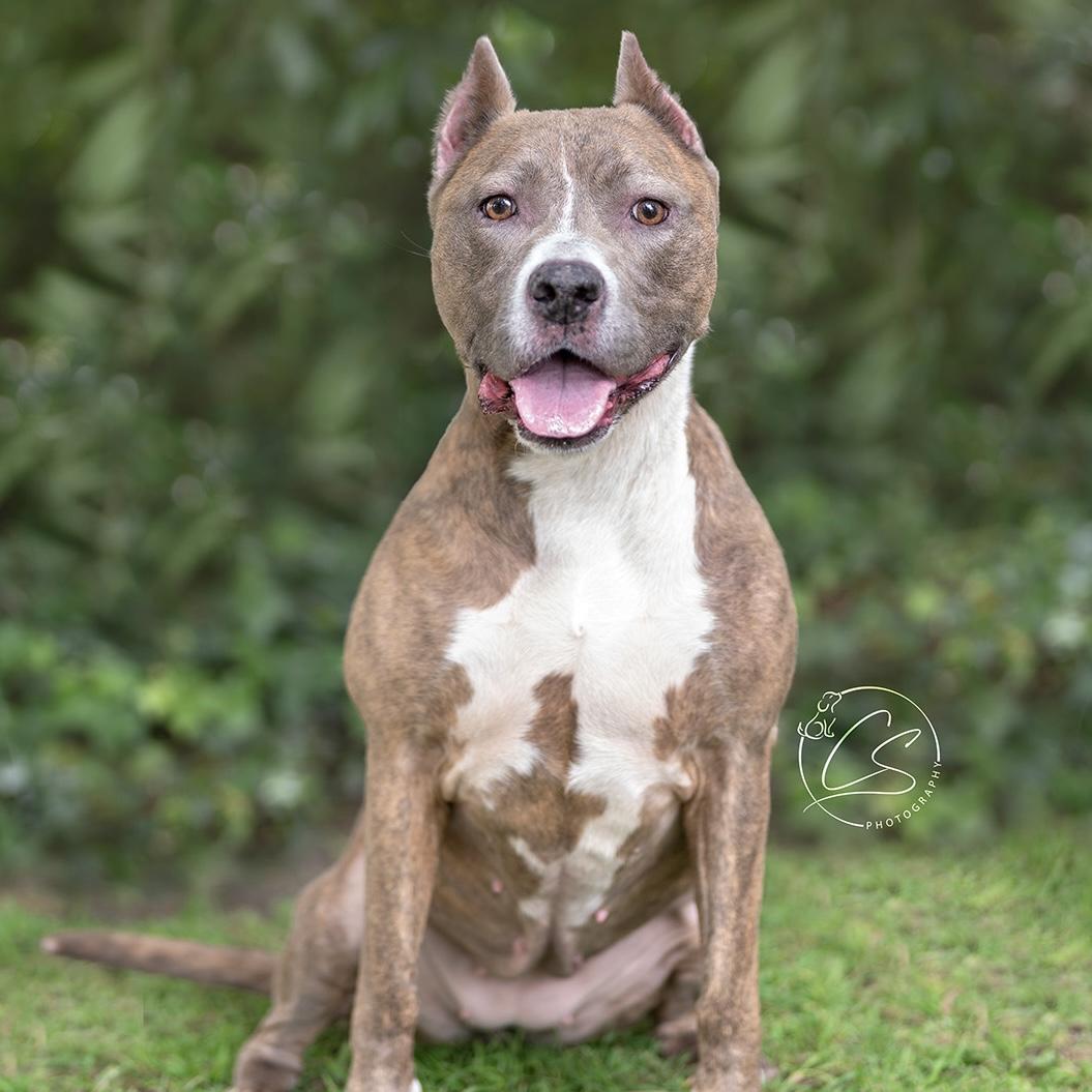 Bella-The Sweetest Girl You Will Ever Meet, Adoptable, Adult Female American Bully.