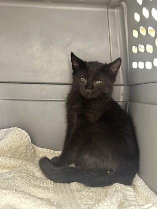 Enlarge Francine, an adoptable American Shorthair in Charleston, SC image 1/1