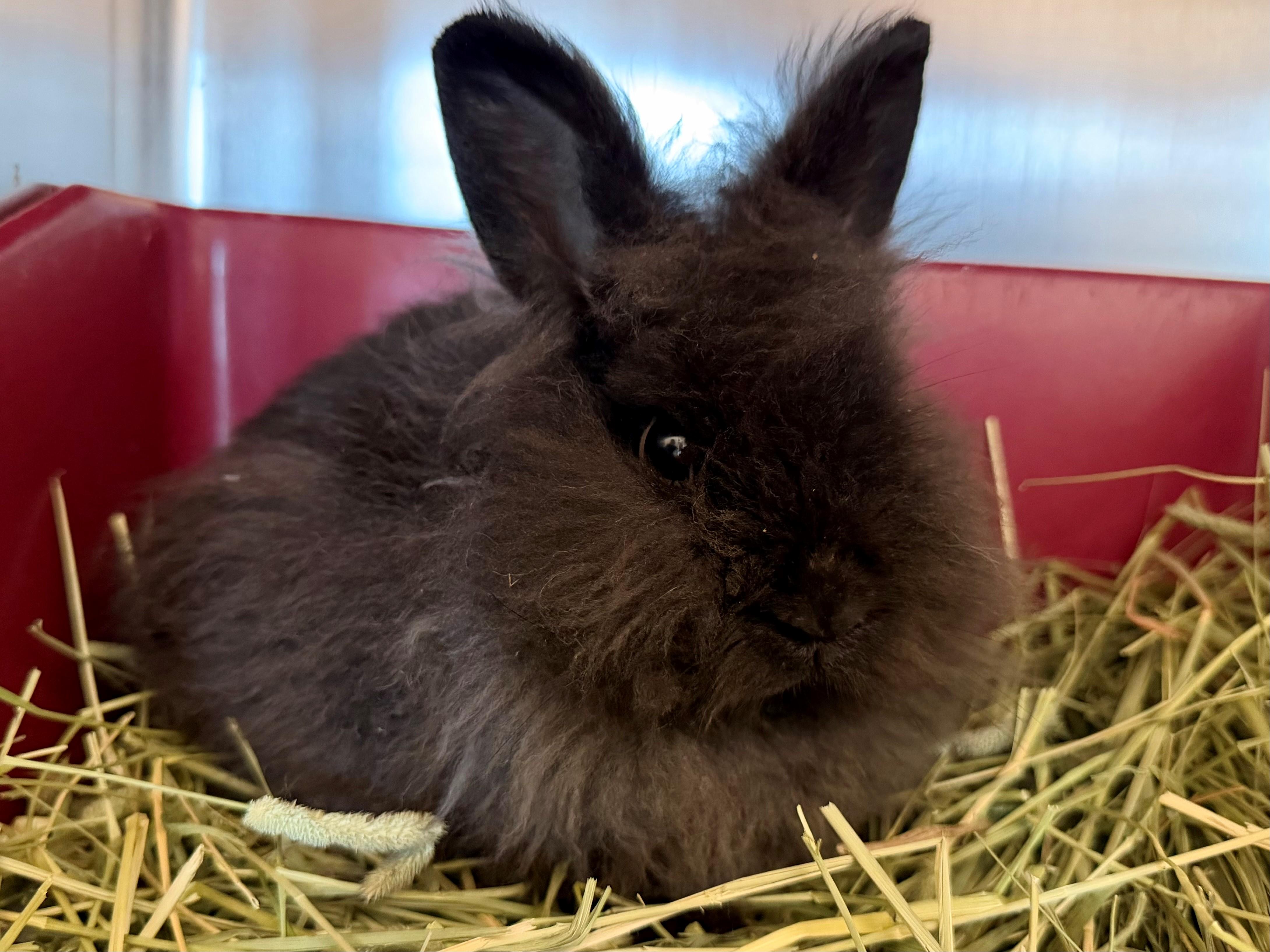 Wilson, ADOPTABLE, Young Male Lionhead.