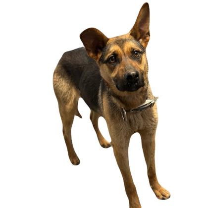 Ramona, a ADOPTABLE mixed breed in Red Bluff, CA image 3/3