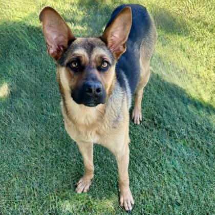 Ramona, a ADOPTABLE mixed breed in Red Bluff, CA image 1/3
