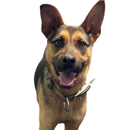 Ramona, a ADOPTABLE mixed breed in Red Bluff, CA image 2/3