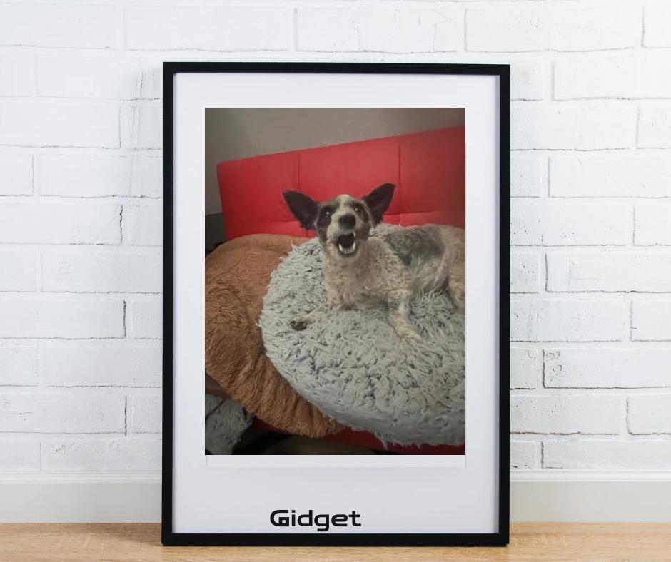 Adopt Gidget