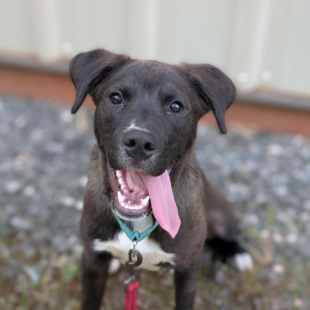 Owen(BAS), Adoptable, Young Male Black Labrador Retriever & Mixed Breed.