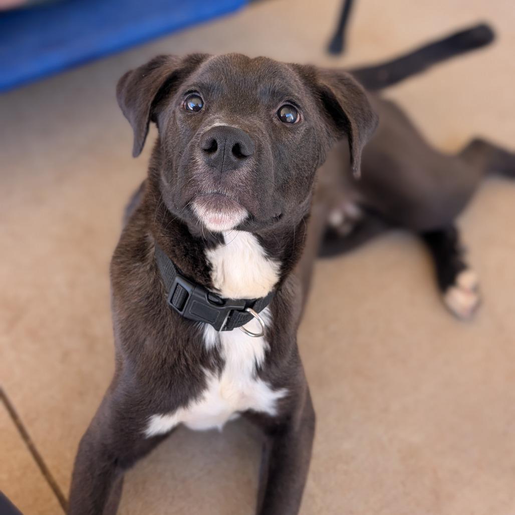 Enlarge Owen(BAS), a Adoptable mixed breed in Lenoir, NC image 1/6