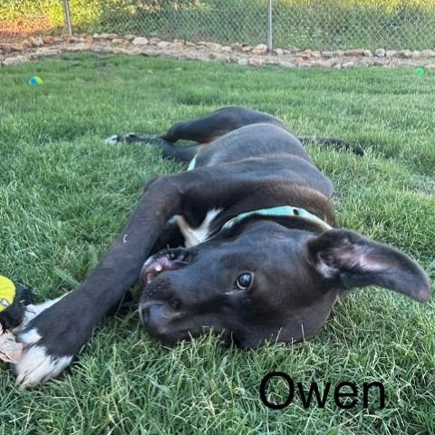 Owen(BAS), Adoptable, Young Male Black Labrador Retriever & Mixed Breed.