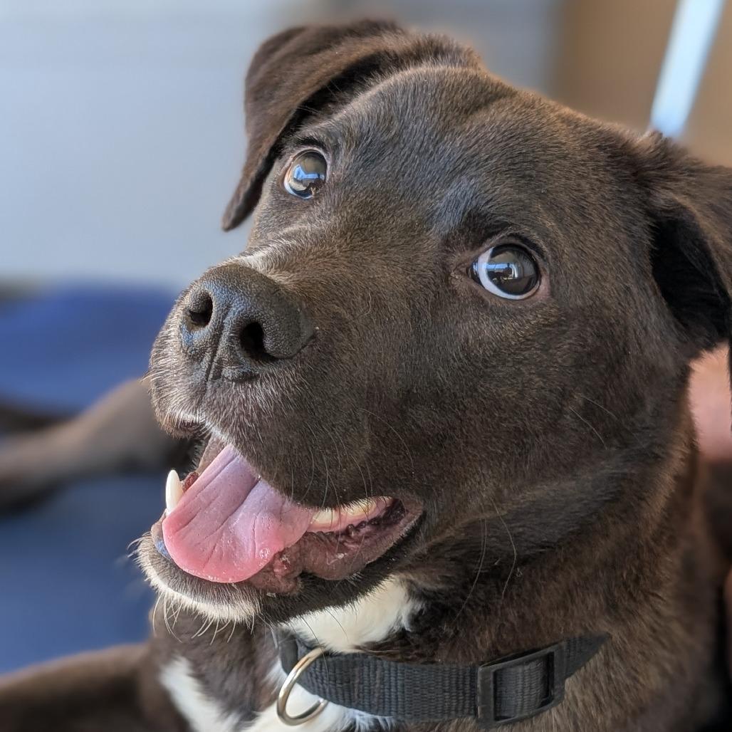 Owen(BAS), Adoptable, Young Male Black Labrador Retriever & Mixed Breed.