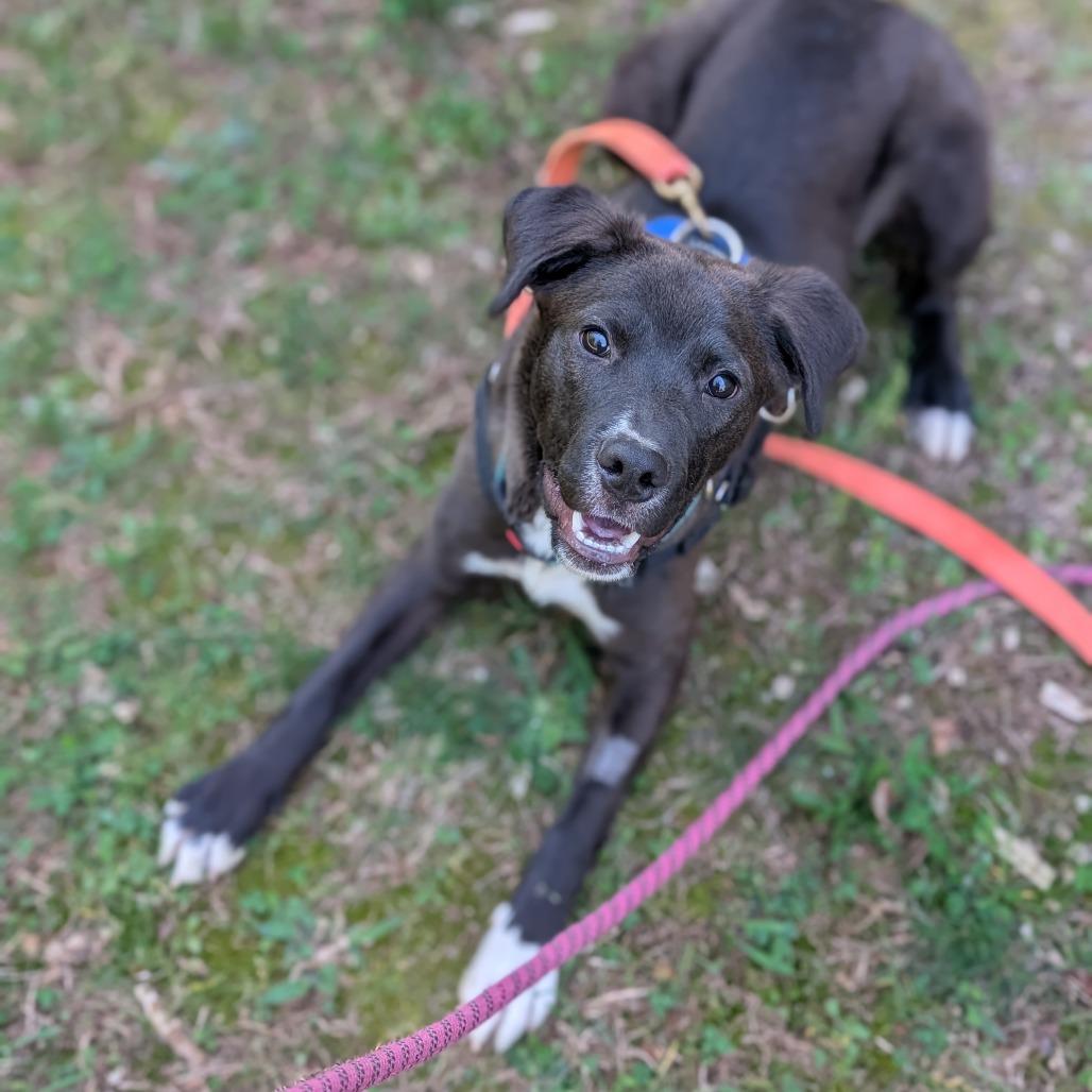 Enlarge Owen(BAS), a Adoptable mixed breed in Lenoir, NC image 3/6