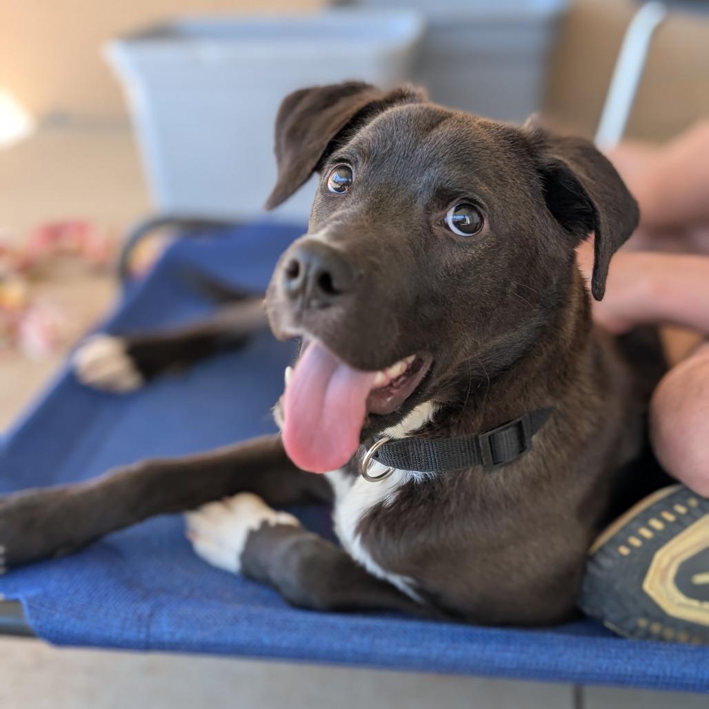 Enlarge Owen(BAS), a Adoptable mixed breed in Lenoir, NC image 3/6