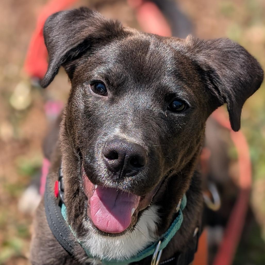 Enlarge Owen(BAS), a Adoptable mixed breed in Lenoir, NC image 4/6