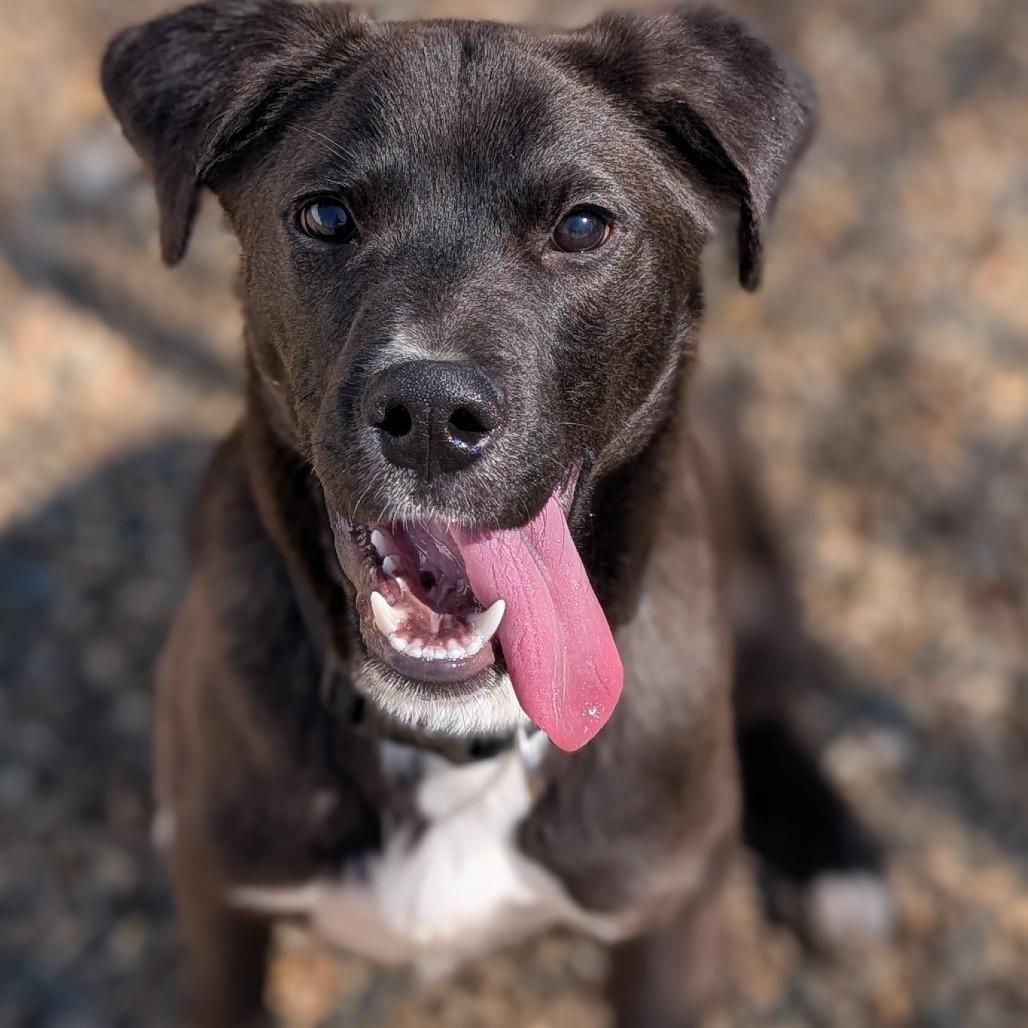 Enlarge Owen(BAS), a Adoptable mixed breed in Lenoir, NC image 5/6