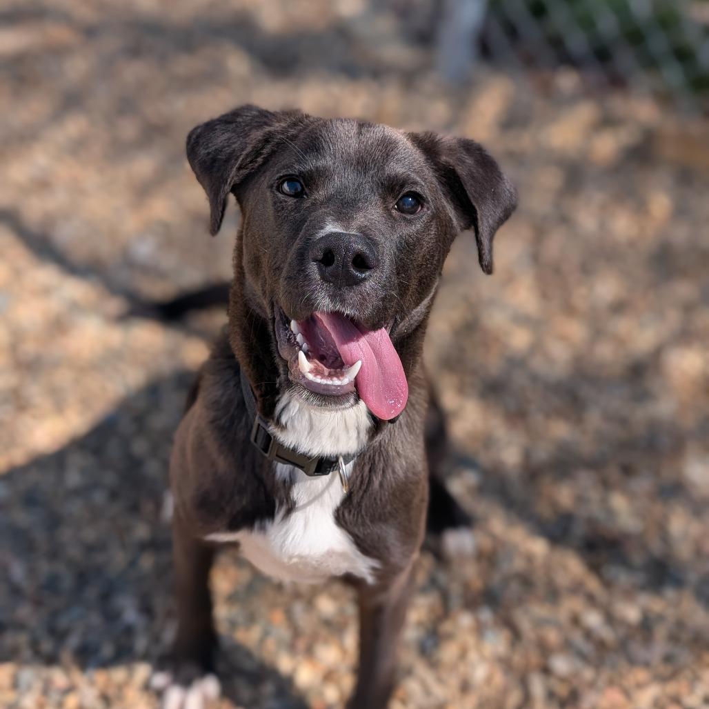 Enlarge Owen(BAS), a Adoptable mixed breed in Lenoir, NC image 6/6