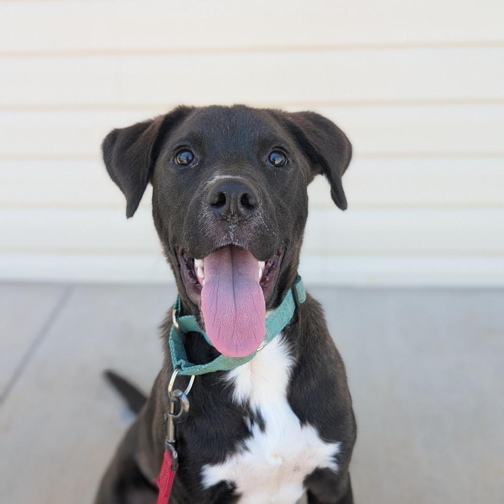Enlarge Owen(BAS), a Adoptable mixed breed in Lenoir, NC image 6/6