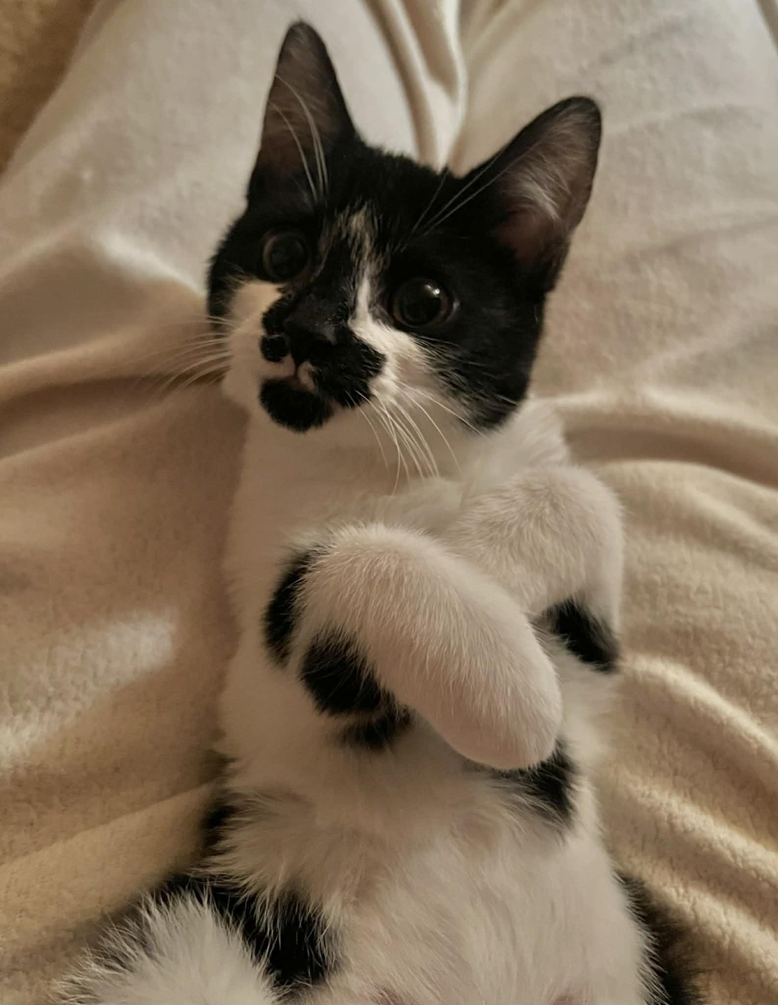 Squirrel, adopted, Young Female Domestic Short Hair.