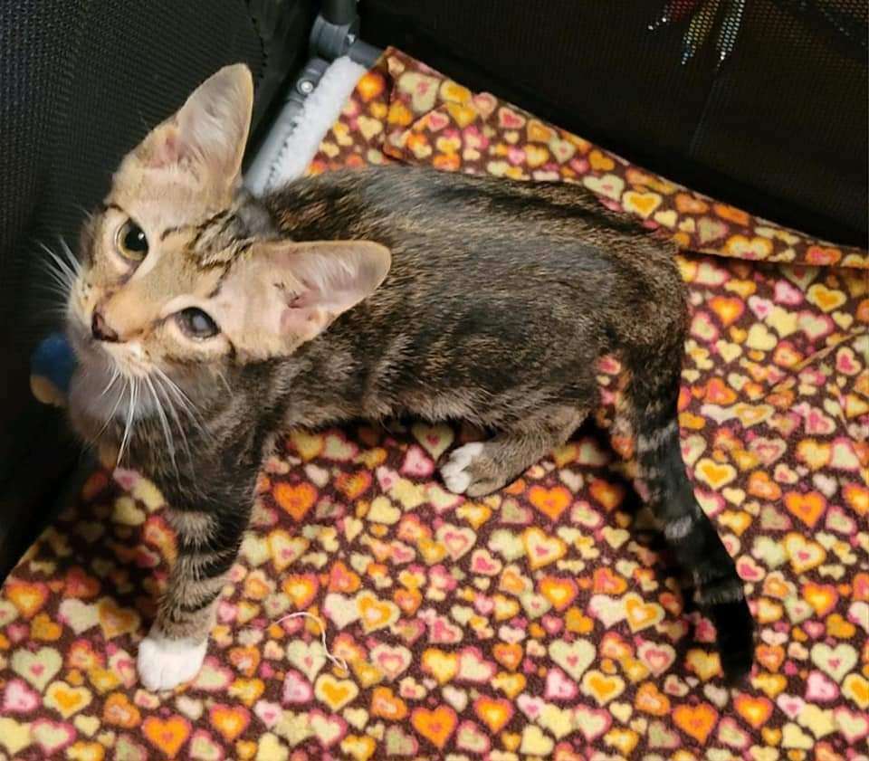 Enlarge Samm, a Adoptable Domestic Short Hair in Sykesville, MD image 1/6