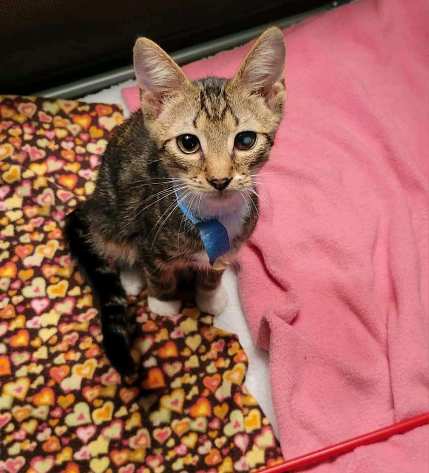 Enlarge Samm, a Adoptable Domestic Short Hair in Sykesville, MD image 2/6