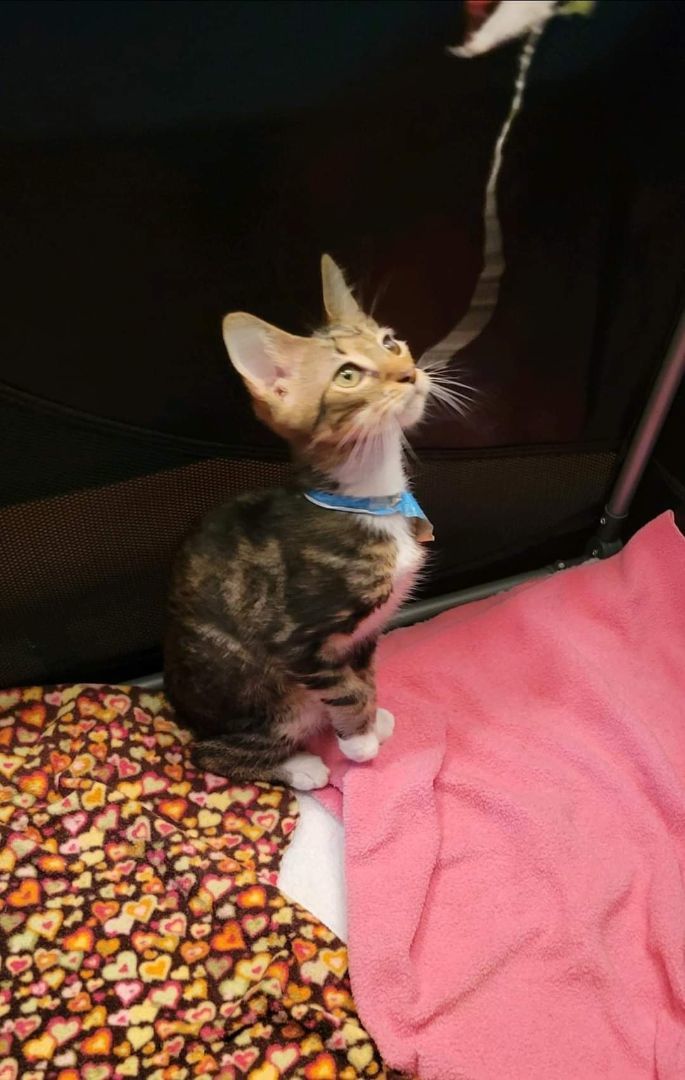 Enlarge Samm, a Adoptable Domestic Short Hair in Sykesville, MD image 3/6