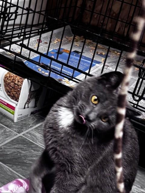 Enlarge Nora, a ADOPTABLE Domestic Short Hair in Danville, IL image 6/6