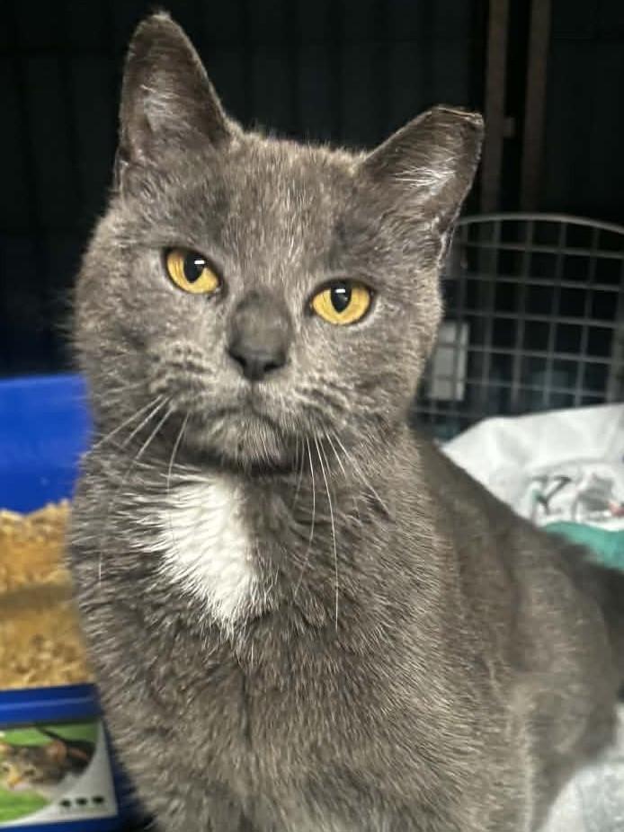 Enlarge Nora, a ADOPTABLE Domestic Short Hair in Danville, IL image 3/6