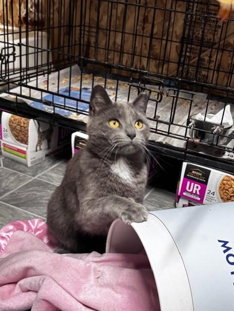 Enlarge Nora, a ADOPTABLE Domestic Short Hair in Danville, IL image 2/6