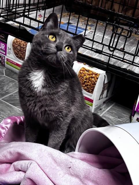 Enlarge Nora, a ADOPTABLE Domestic Short Hair in Danville, IL image 1/6