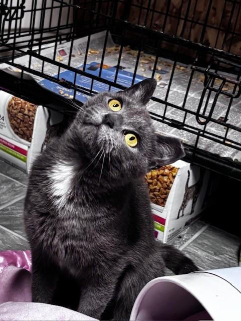 Enlarge Nora, a ADOPTABLE Domestic Short Hair in Danville, IL image 4/6