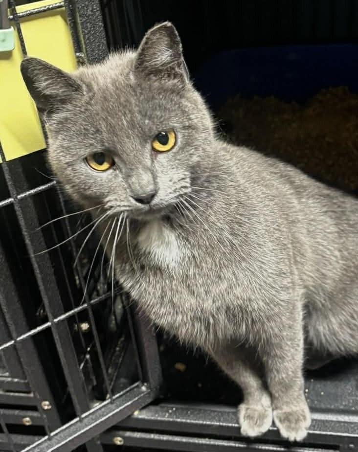 Enlarge Nora, a ADOPTABLE Domestic Short Hair in Danville, IL image 5/6