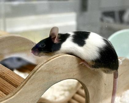 Enlarge Ginger, a Adoptable mixed breed in West Seneca, NY image 1/3