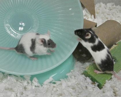 Enlarge Ginger, a Adoptable mixed breed in West Seneca, NY image 2/3