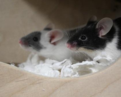 Enlarge Ginger, a Adoptable mixed breed in West Seneca, NY image 3/3