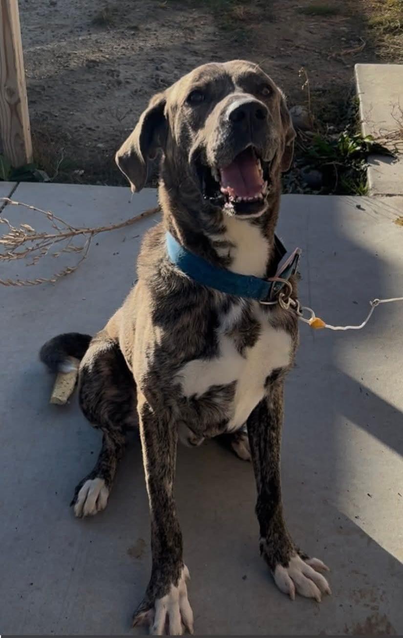 Compass, a Adoptable mixed breed in Billings, MT image 1/3