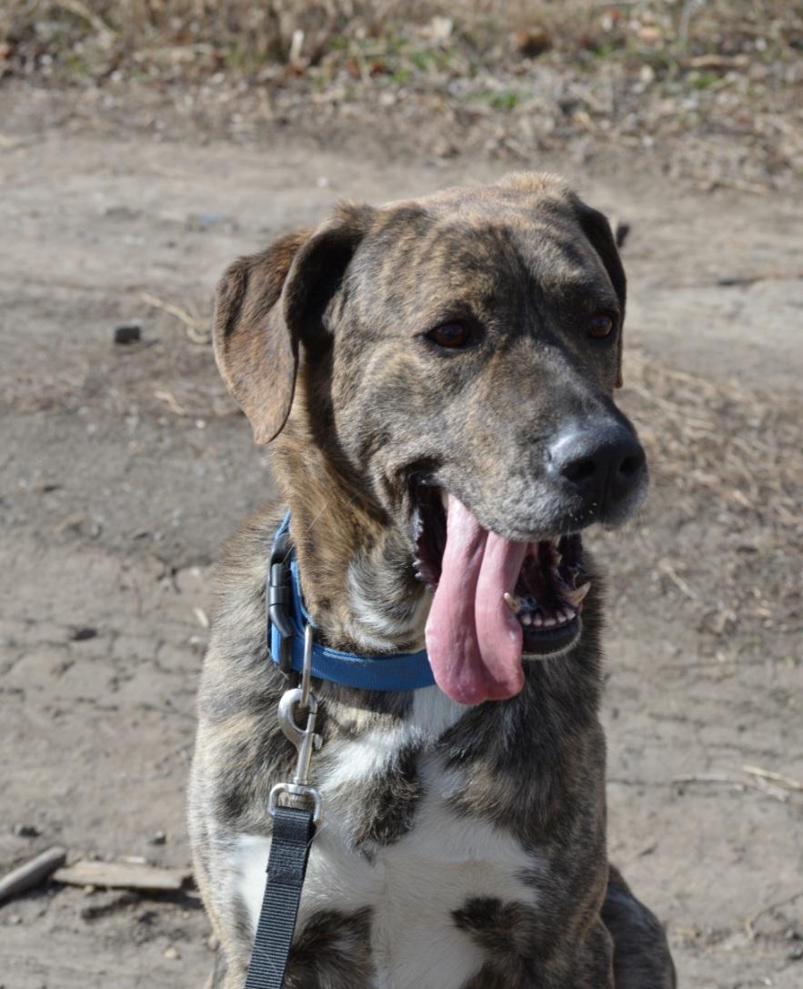Enlarge Compass, a Adoptable mixed breed in Billings, MT image 6/6