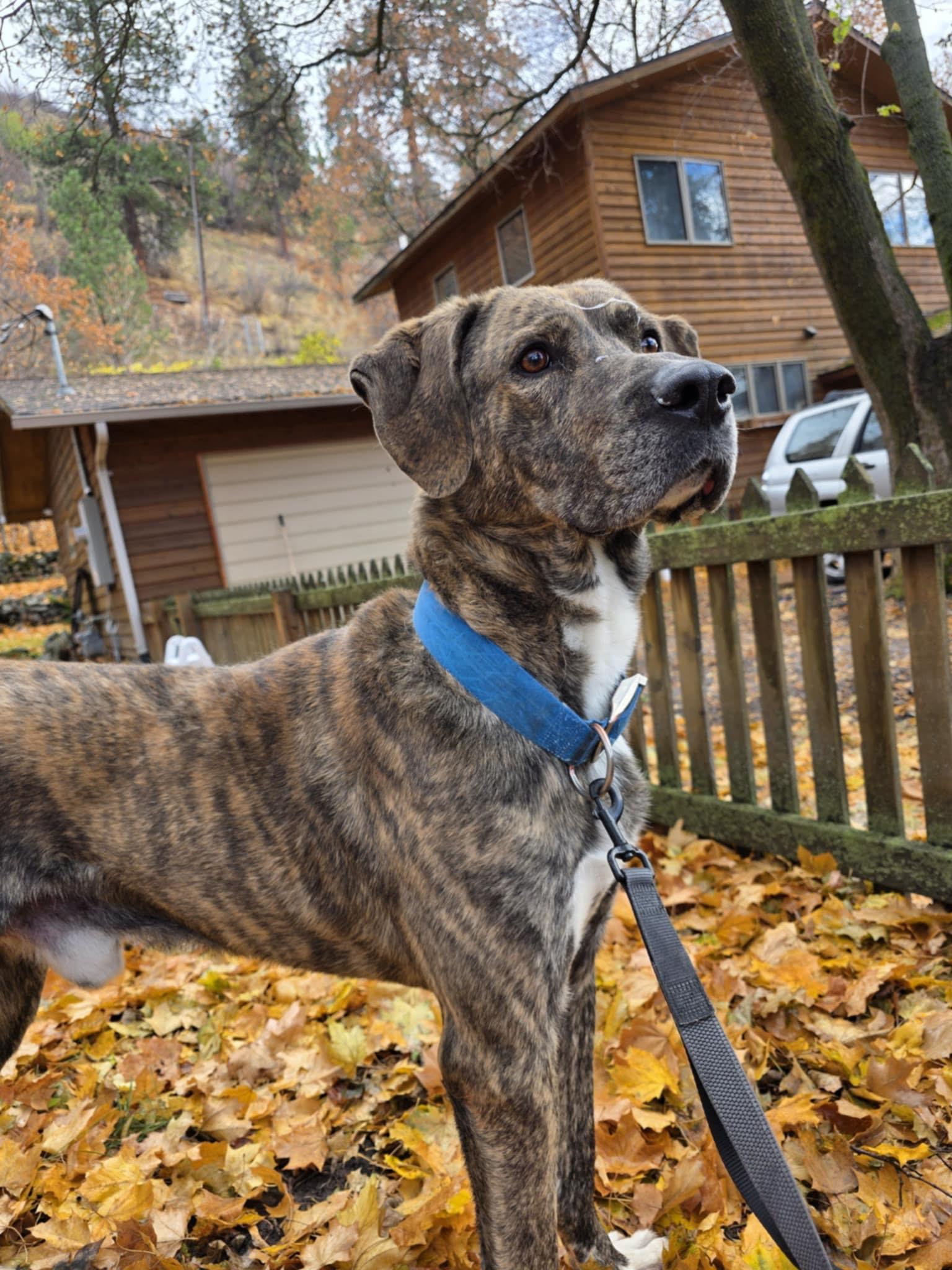 Compass, an adoptable German Shepherd Dog, Cane Corso in Billings, MT, 59101 | Photo Image 1