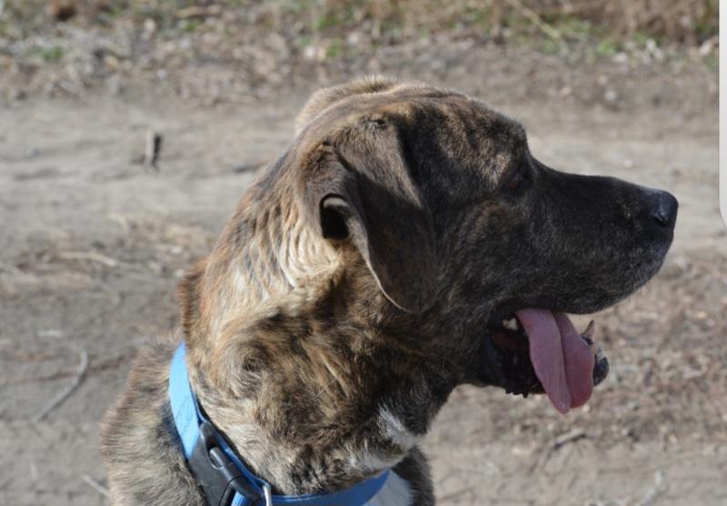 Enlarge Compass, a Adoptable mixed breed in Billings, MT image 4/6