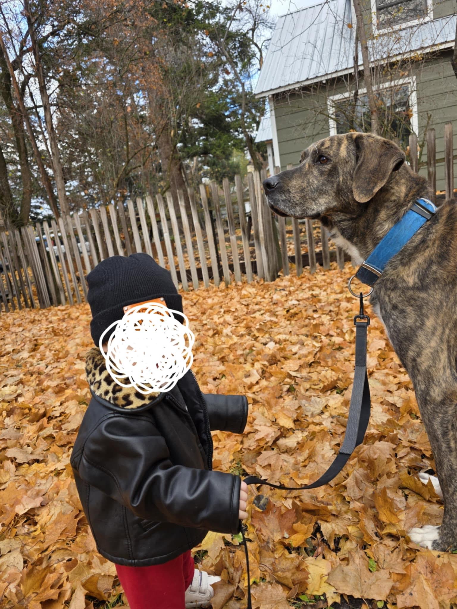 Compass, an adoptable German Shepherd Dog, Cane Corso in Billings, MT, 59101 | Photo Image 3