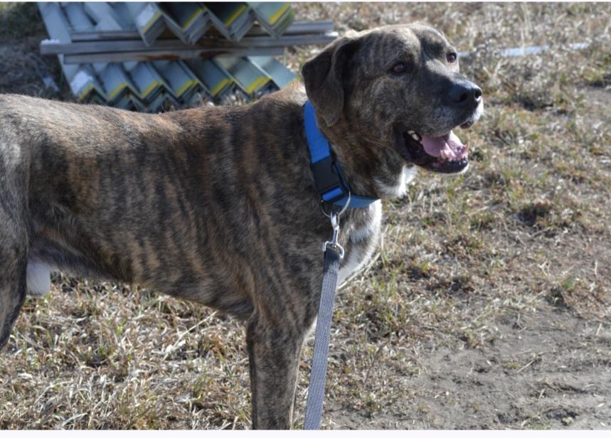 Enlarge Compass, a Adoptable mixed breed in Billings, MT image 5/6